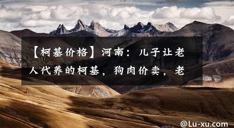 【柯基价格】河南：儿子让老人代养的柯基，狗肉价卖，老人：要是杀狗的我不卖
