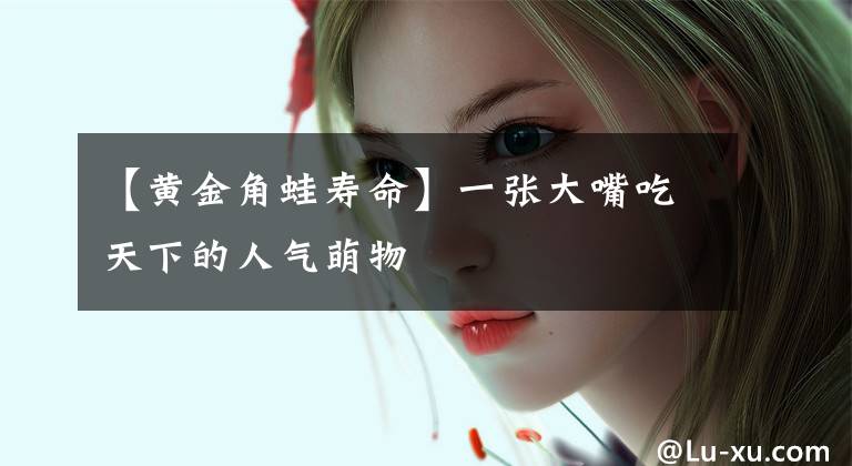【黄金角蛙寿命】一张大嘴吃天下的人气萌物