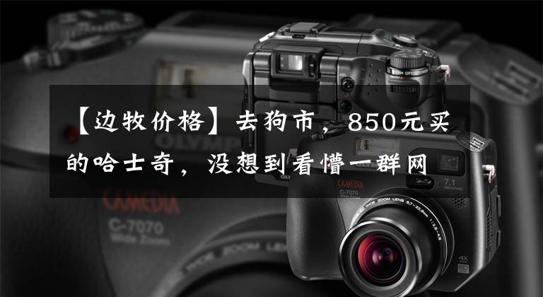 【边牧价格】去狗市，850元买的哈士奇，没想到看懵一群网友：这是边牧二哈