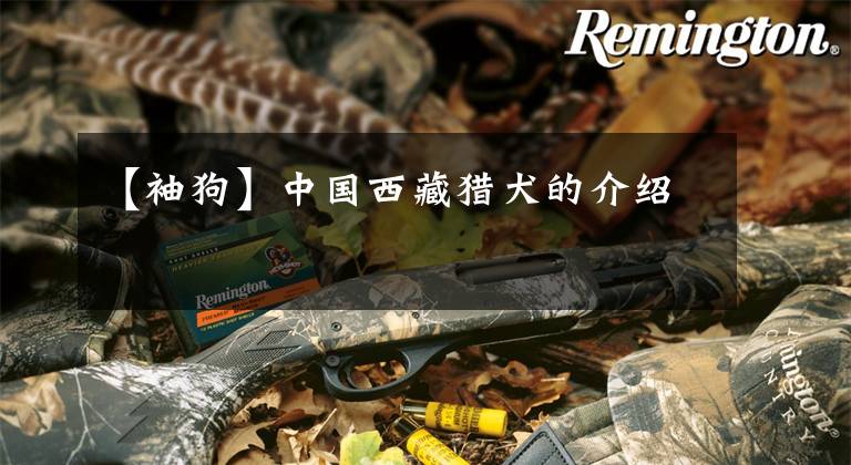 【袖狗】中国西藏猎犬的介绍