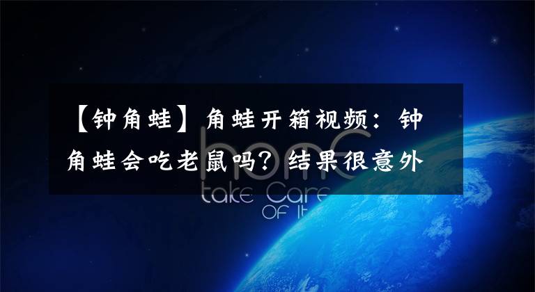 【钟角蛙】角蛙开箱视频：钟角蛙会吃老鼠吗？结果很意外？！