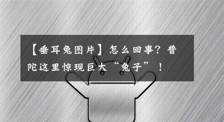 【垂耳兔图片】怎么回事？普陀这里惊现巨大“兔子”！