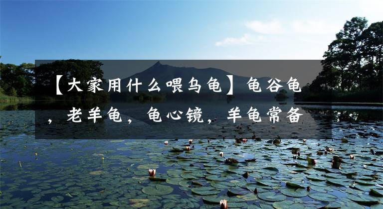 【大家用什么喂乌龟】龟谷龟，老羊龟，龟心镜，羊龟常备药。