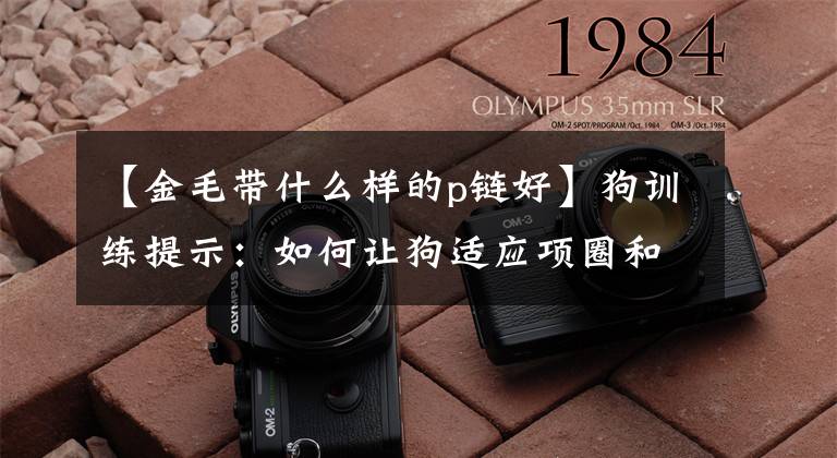 【金毛带什么样的p链好】狗训练提示：如何让狗适应项圈和牵引乐队？