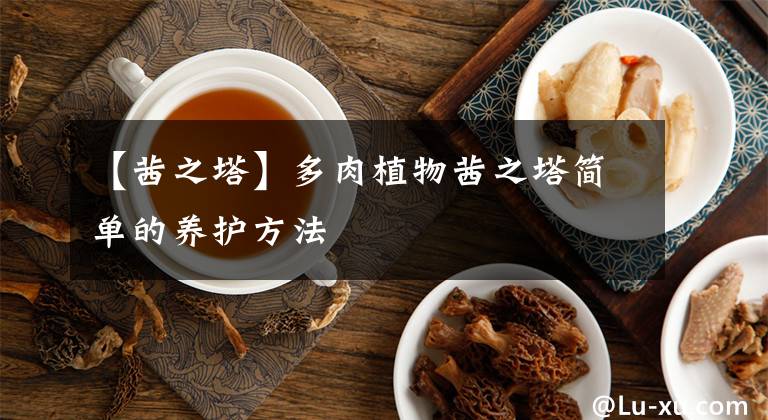 【茜之塔】多肉植物茜之塔简单的养护方法