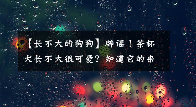 【长不大的狗狗】辟谣！茶杯犬长不大很可爱？知道它的来源，就再也不想养了