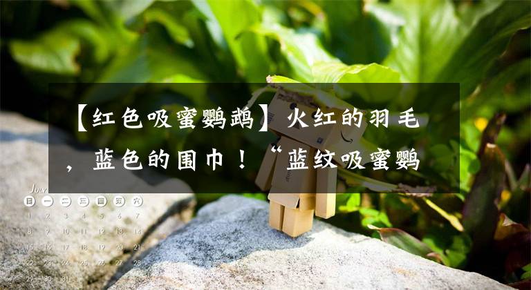 【红色吸蜜鹦鹉】火红的羽毛，蓝色的围巾！“蓝纹吸蜜鹦鹉”