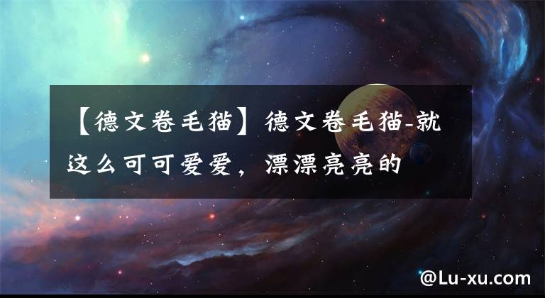【德文卷毛猫】德文卷毛猫-就这么可可爱爱，漂漂亮亮的
