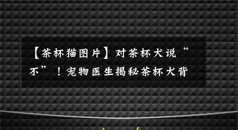 【茶杯猫图片】对茶杯犬说“不”！宠物医生揭秘茶杯犬背后的可怕真相