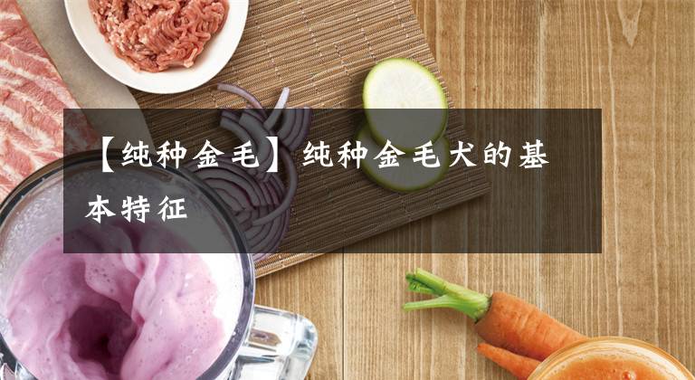 【纯种金毛】纯种金毛犬的基本特征