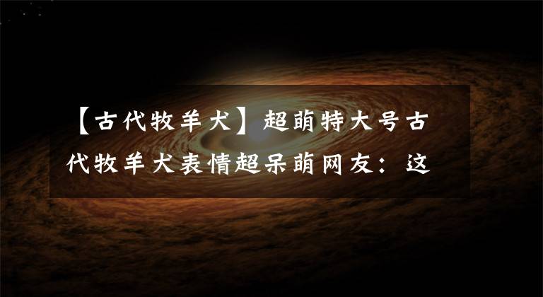 【古代牧羊犬】超萌特大号古代牧羊犬表情超呆萌网友：这是林大竣吗？