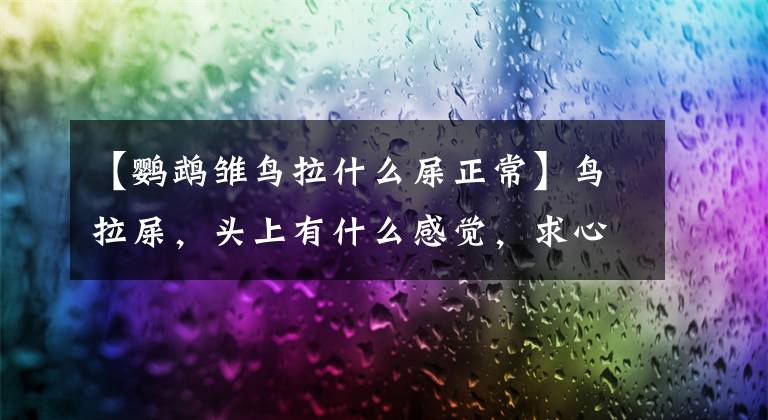 【鹦鹉雏鸟拉什么屎正常】鸟拉屎，头上有什么感觉，求心灵的影子面积。