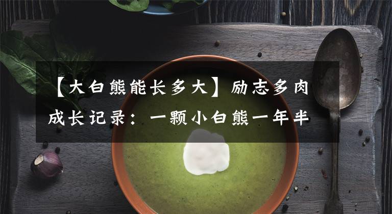 【大白熊能长多大】励志多肉成长记录：一颗小白熊一年半的成长！