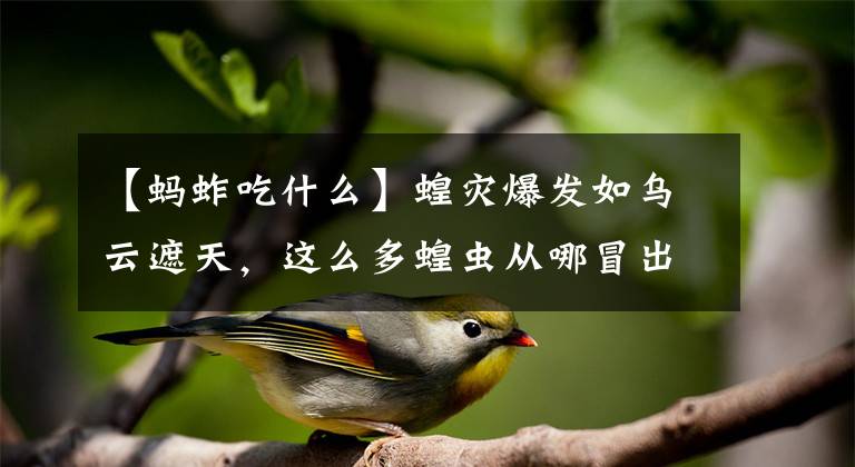 【蚂蚱吃什么】蝗灾爆发如乌云遮天，这么多蝗虫从哪冒出来的？来看看它的繁殖力