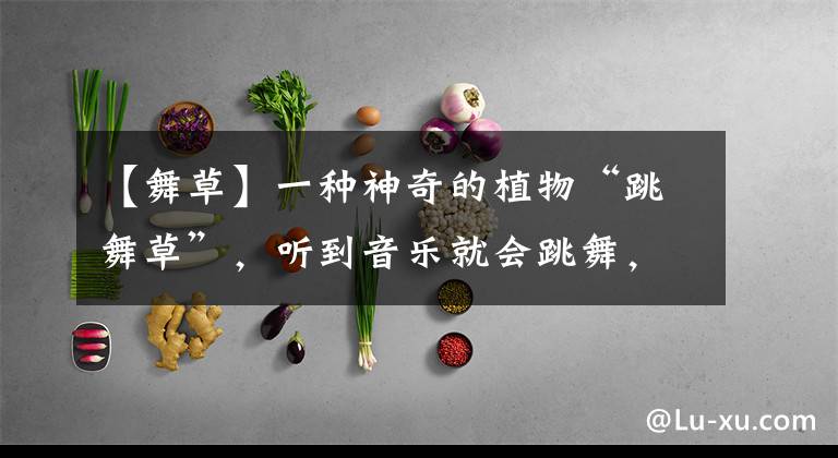 【舞草】一种神奇的植物“跳舞草”，听到音乐就会跳舞，非常的好玩