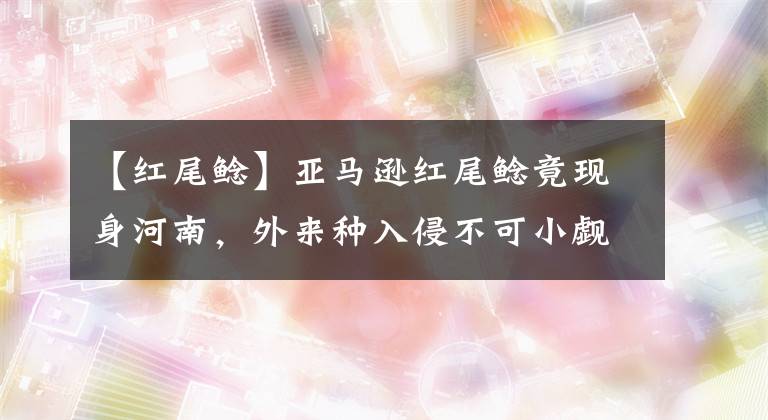 【红尾鲶】亚马逊红尾鲶竟现身河南，外来种入侵不可小觑