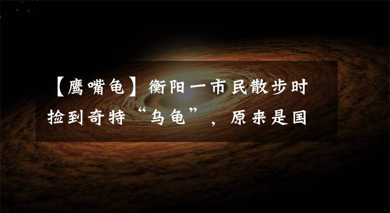 【鹰嘴龟】衡阳一市民散步时捡到奇特“乌龟”，原来是国家二级保护动物