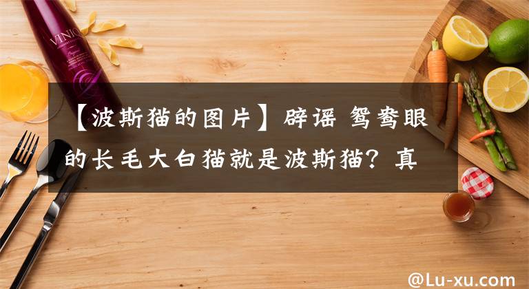 【波斯猫的图片】辟谣 鸳鸯眼的长毛大白猫就是波斯猫？真正的波斯猫是这个样子的