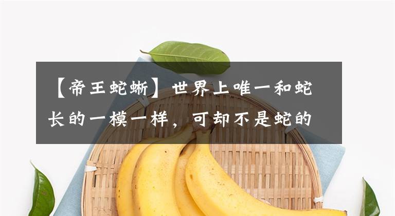 【帝王蛇蜥】世界上唯一和蛇长的一模一样，可却不是蛇的动物现已濒临灭绝