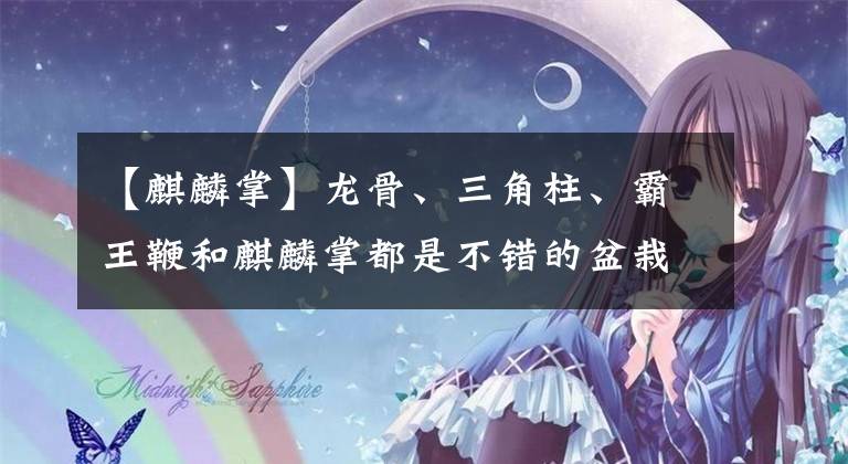【麒麟掌】龙骨、三角柱、霸王鞭和麒麟掌都是不错的盆栽绿植，有区别吗？