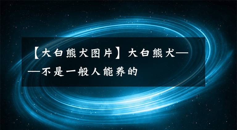 【大白熊犬图片】大白熊犬——不是一般人能养的