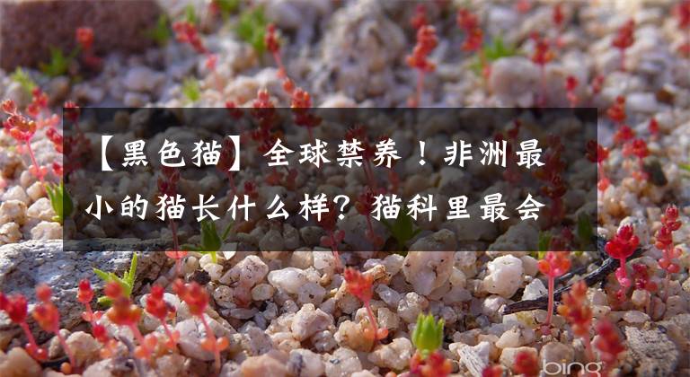 【黑色猫】全球禁养！非洲最小的猫长什么样？猫科里最会捕猎的“杀戮机器”