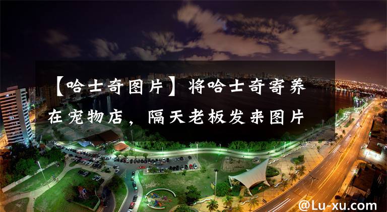 【哈士奇图片】将哈士奇寄养在宠物店，隔天老板发来图片，表示自己血压升高了