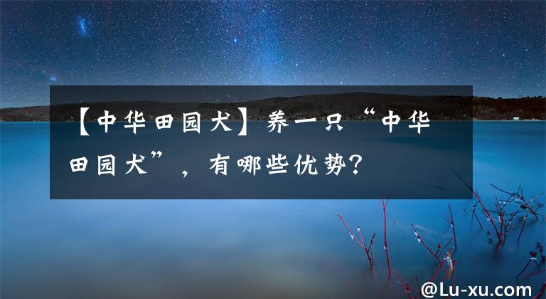 【中华田园犬】养一只“中华田园犬”，有哪些优势？