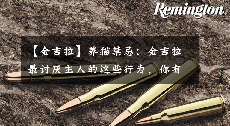 【金吉拉】养猫禁忌：金吉拉最讨厌主人的这些行为，你有可能做过