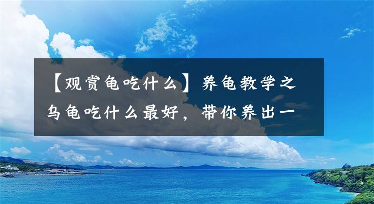 【观赏龟吃什么】养龟教学之乌龟吃什么最好，带你养出一个健康的乌龟