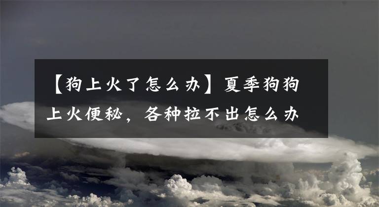 【狗上火了怎么办】夏季狗狗上火便秘，各种拉不出怎么办？