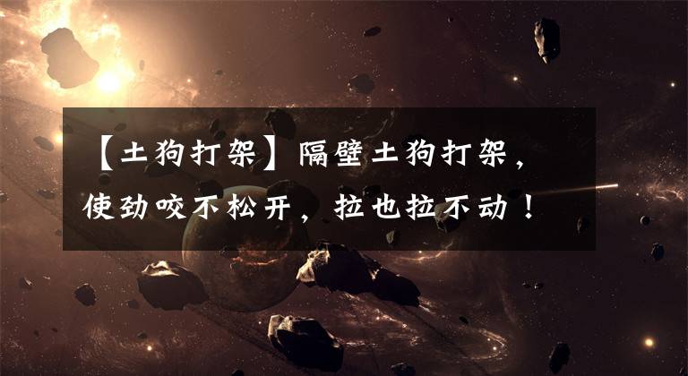 【土狗打架】隔壁土狗打架，使劲咬不松开，拉也拉不动！