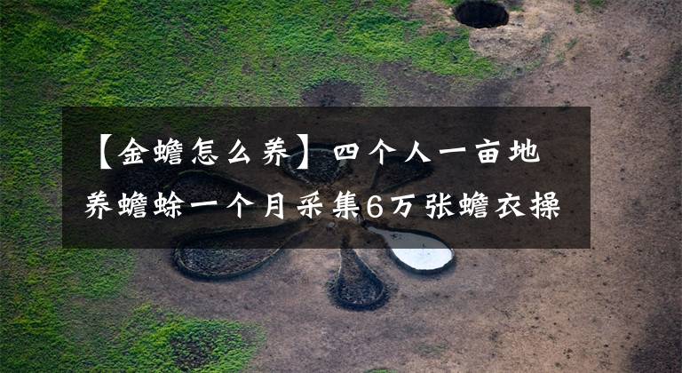 【金蟾怎么养】四个人一亩地养蟾蜍一个月采集6万张蟾衣操作方法介绍