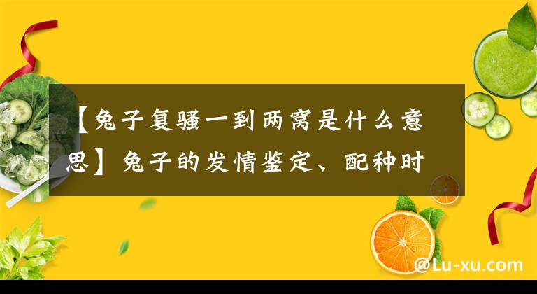 【兔子复骚一到两窝是什么意思】兔子的发情鉴定、配种时间、配种后处理过程。