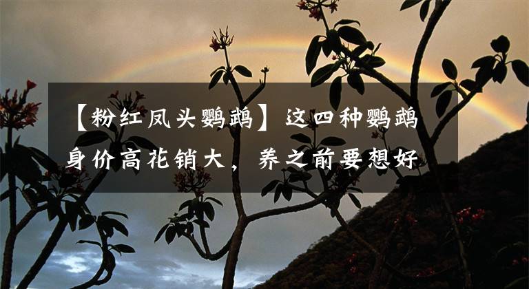 【粉红凤头鹦鹉】这四种鹦鹉身价高花销大，养之前要想好，其中一种有钱未必买得到