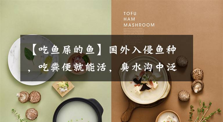 【吃鱼屎的鱼】国外入侵鱼种，吃粪便就能活，臭水沟中泛滥，现在农民却大量养殖