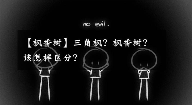 【枫香树】三角枫？枫香树？该怎样区分？