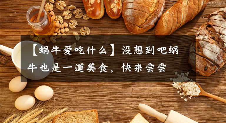 【蜗牛爱吃什么】没想到吧蜗牛也是一道美食，快来尝尝