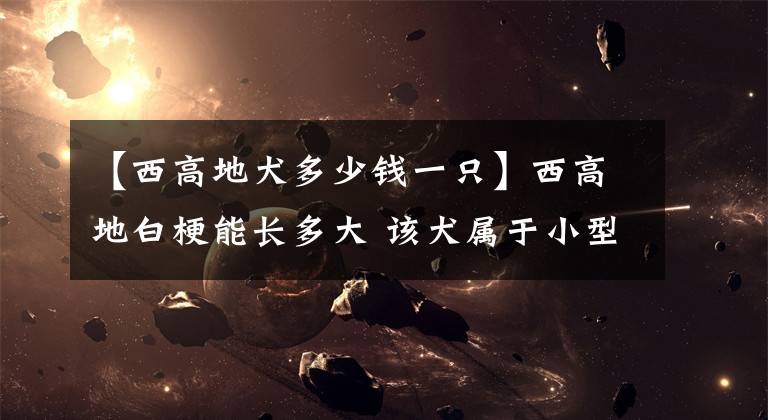 【西高地犬多少钱一只】西高地白梗能长多大 该犬属于小型犬