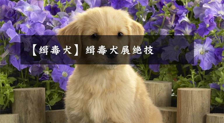 【缉毒犬】缉毒犬展绝技