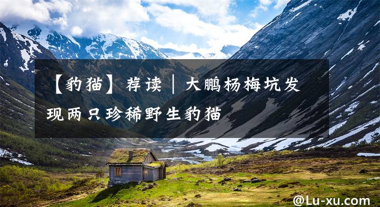 【豹猫】荐读｜大鹏杨梅坑发现两只珍稀野生豹猫