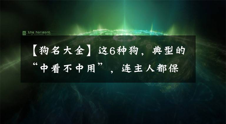 【狗名大全】这6种狗，典型的“中看不中用”，连主人都保护不了