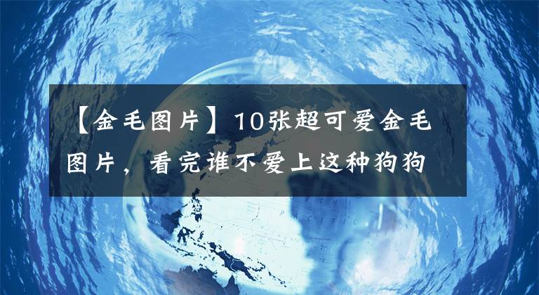 【金毛图片】10张超可爱金毛图片，看完谁不爱上这种狗狗？