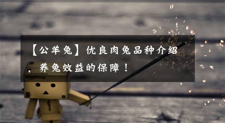 【公羊兔】优良肉兔品种介绍，养兔效益的保障！