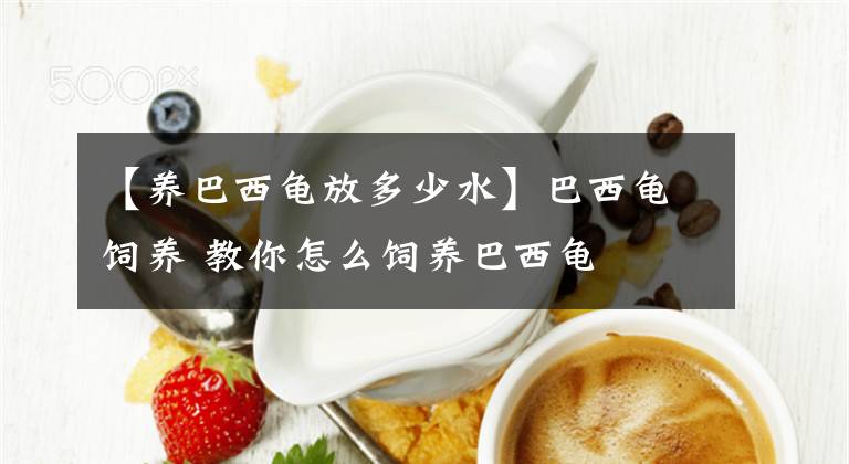 【养巴西龟放多少水】巴西龟饲养 教你怎么饲养巴西龟