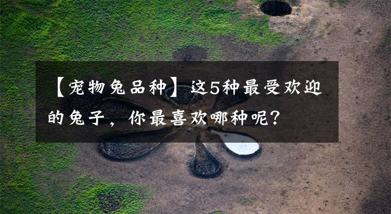 【宠物兔品种】这5种最受欢迎的兔子，你最喜欢哪种呢？