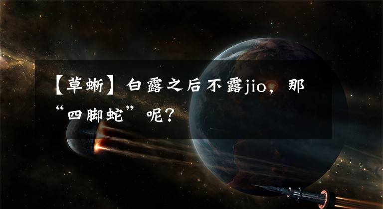 【草蜥】白露之后不露jio，那“四脚蛇”呢？