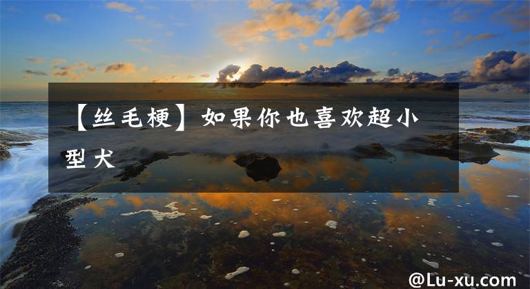 【丝毛梗】如果你也喜欢超小型犬