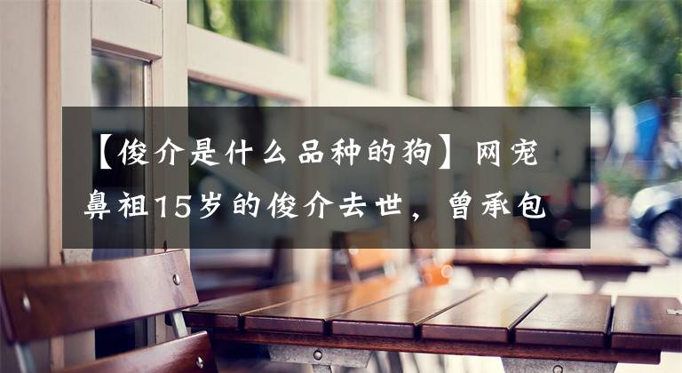 【俊介是什么品种的狗】网宠鼻祖15岁的俊介去世，曾承包了无数人的头像和表情包
