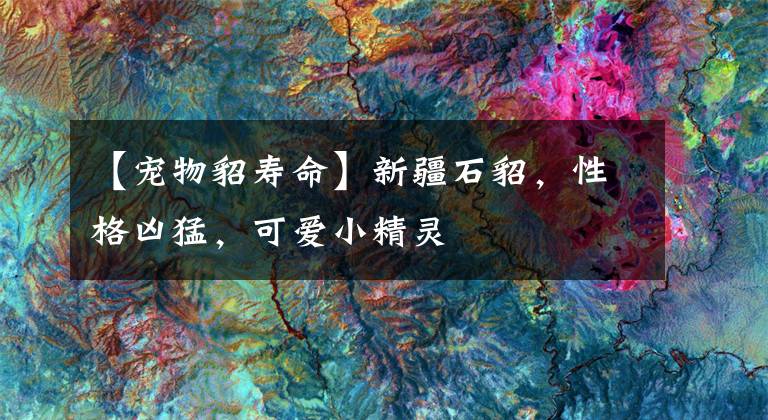 【宠物貂寿命】新疆石貂，性格凶猛，可爱小精灵